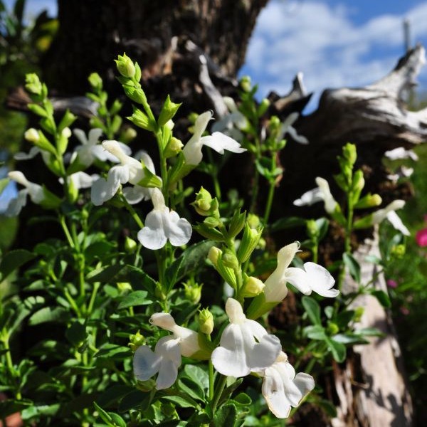 Herbst-Salbei 'Mirage white'