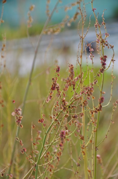 Sauer-Ampfer - Rumex rugosus