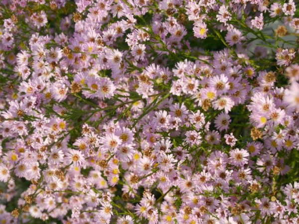 Myrten-Aster 'Esther'