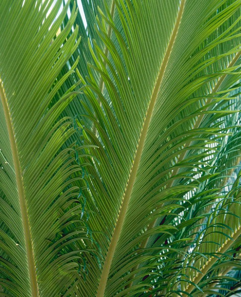 Japanisches Palmfarn
