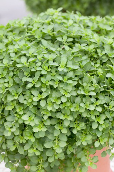 Green Oregano