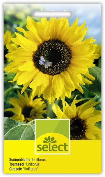 Sonnenblume 'Uniflorus' - Vorderseite