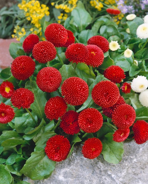 Grossblumiges Gartenbürsteli rot
