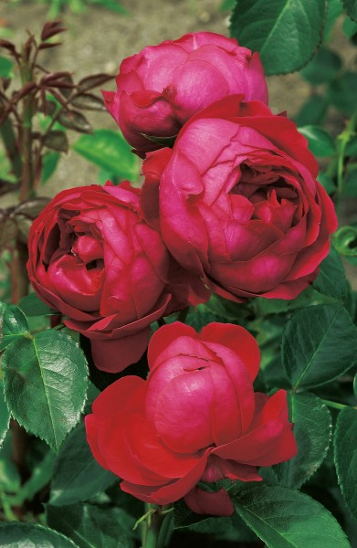 Kletterrose 'Red Eden Rose'® - Rosa x hybrida