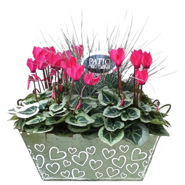 Arrangement Cyclamen mit Festuca