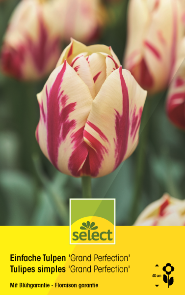 Einfache Tulpen 'Grand Perfection'