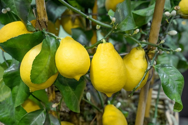 Citrus 'Zitrone'