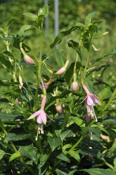 Garten-Fuchsie 'Whiteknight's Pearl' - Fuchsia x cultorum