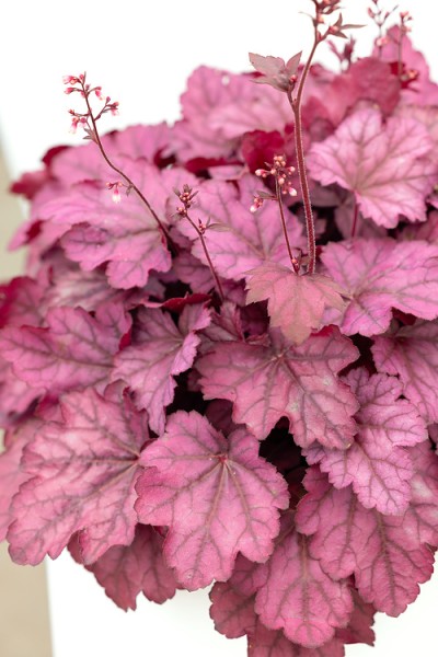 Purpurklöckchen 'Wild Rose'