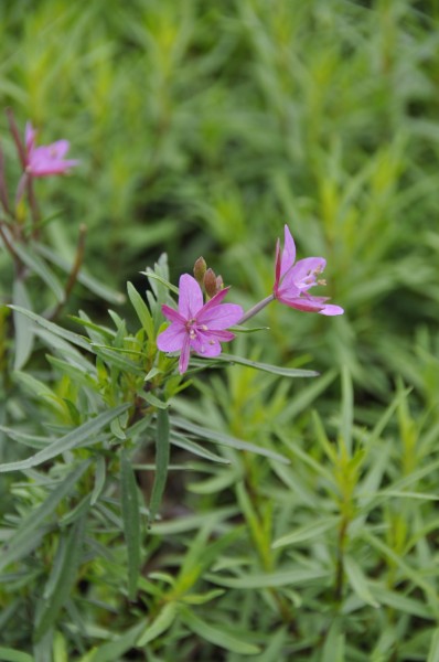 Weidenröschen - Epilobium dodonaei