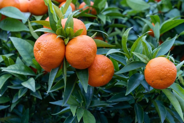 Citrus 'Clementine'