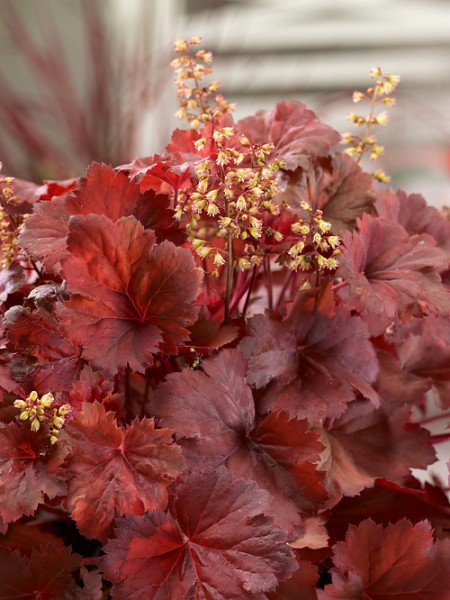 Purpurklöckchen 'Cherry Cola'