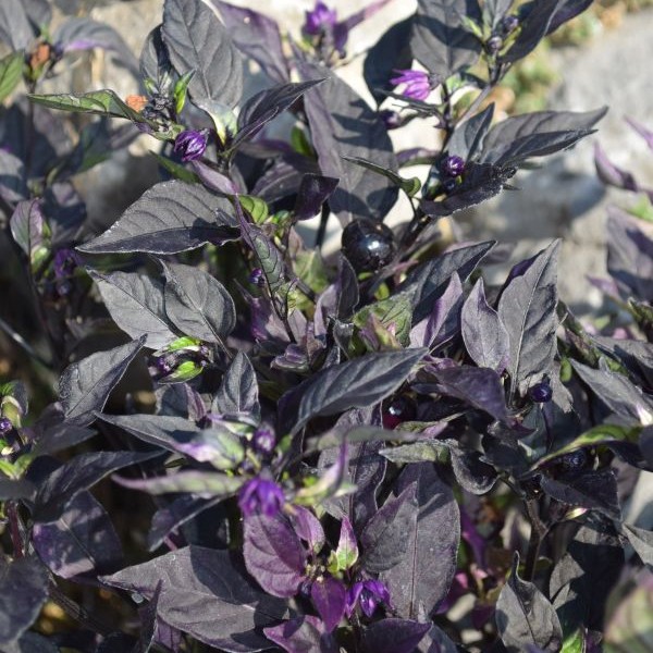 Spanischer Zierpfeffer 'Purple Flash'