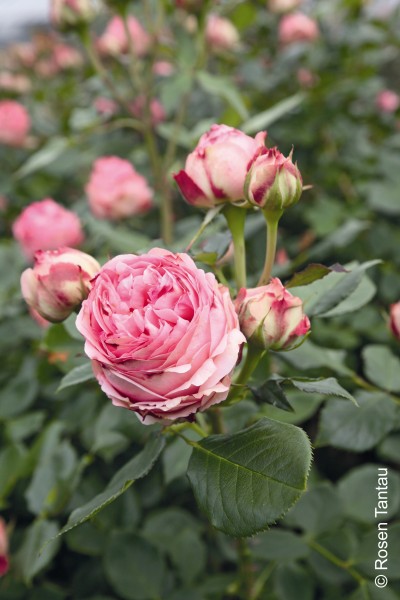 Strauchrose 'First Lady'® - Rosa x hybrida
