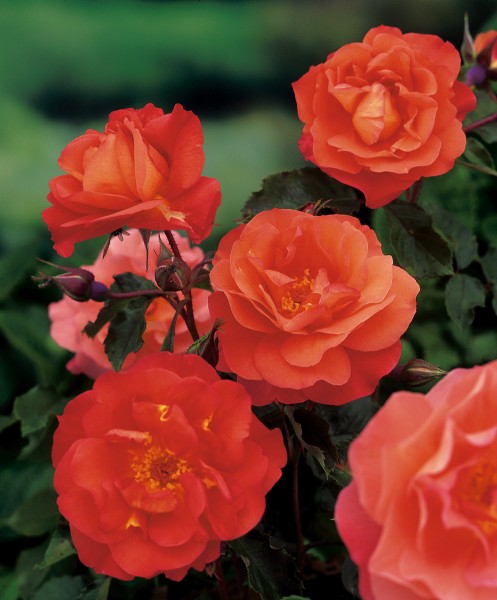 Strauchrose 'Westerland'® - Rosa x hybrida