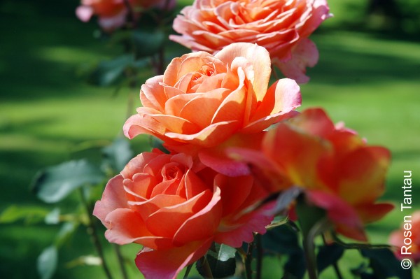 Edelrose 'Albert Aebi' - Rosa x hybrida