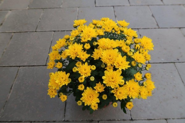 Herbst-Chrysantheme, gelb