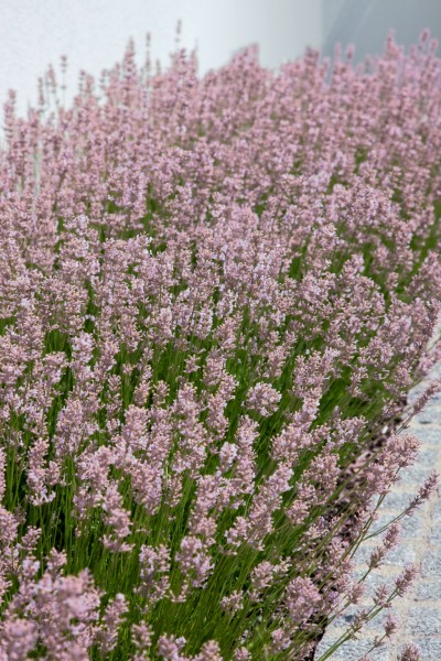 Lavendel 'Rosea' - Lavandula angustifolia
