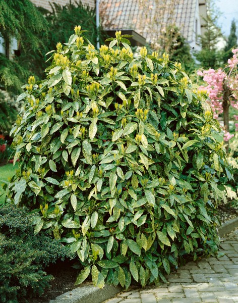 Japanische Aukube 'Crotonifolia' - Aucuba japonica 'Crotonifolia'