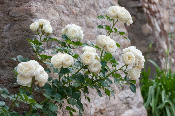 Strauchrose 'Artemis'® - Rosa x hybrida