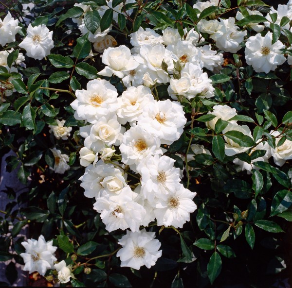Strauchrose 'Schneewittchen'® - Rosa x hybrida