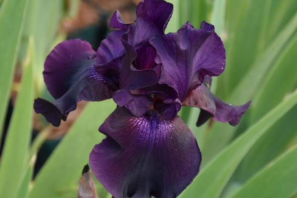 Hohe Schwertlilie 'Superstition' - Iris x barbata-elatior