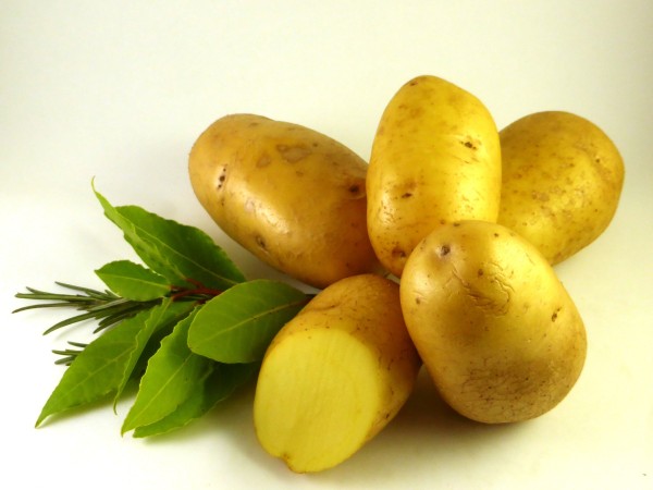 Saatkartoffeln 'Victoria' (verbesserte 'Bintje') 2.5 kg