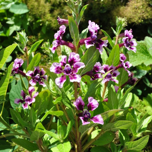 Köcherblume 'Sriracha Lavender Bicolor'