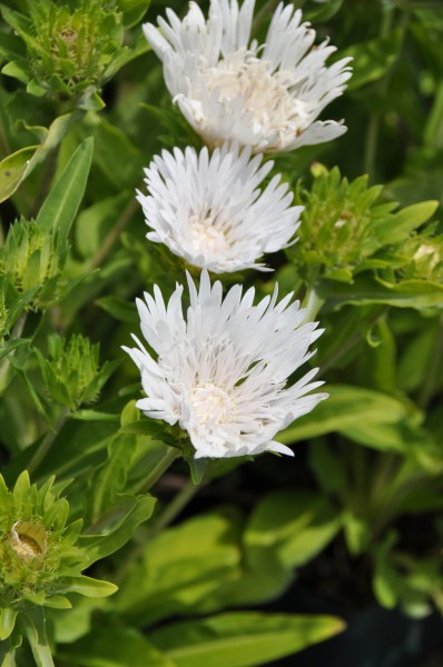 Kornblumenaster 'Divinity' - Stokesia laevis