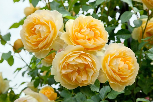 Englische Rose 'Graham Thomas'® - Rosa x hybrida