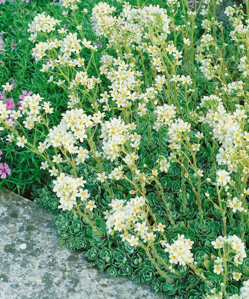 Trauben-Steinbrech - Saxifraga paniculata ssp. paniculata