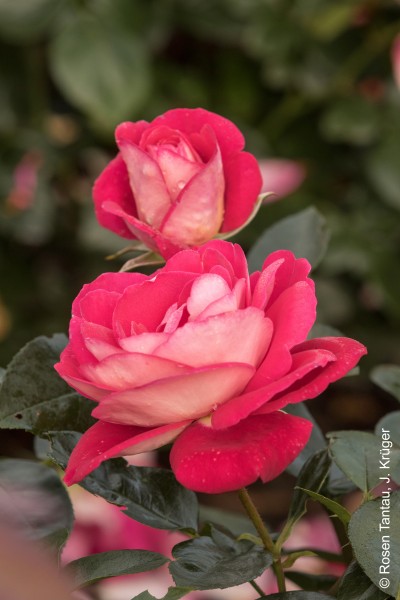 Beetrose 'Heimatmelodie'® - Rosa x hybrida