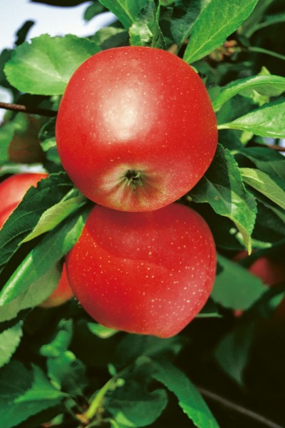 Apfel 'Galiwa'