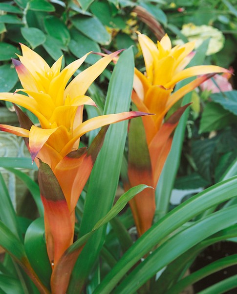 Guzmanie 'Tala orange' - Guzmania Hybriden