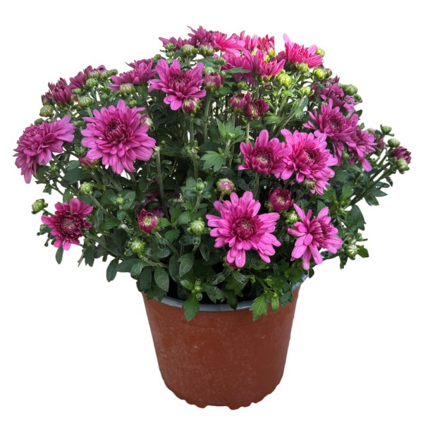 Herbst-Chrysantheme 'Garden Mums' rosa