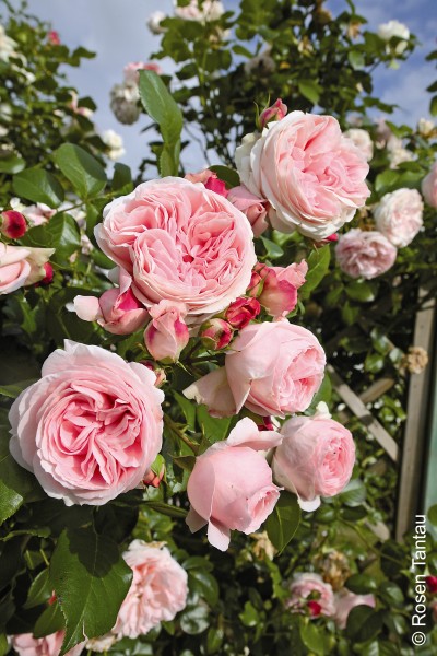 Kletterrose 'Giardina' - Rosa x hybrida