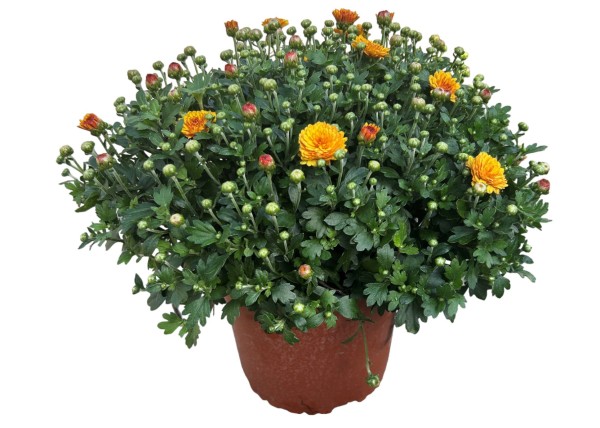 Herbst-Chrysantheme 'Garden Mums' bronce