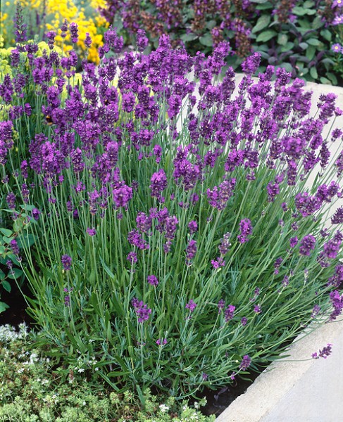 Lavendel 'Munstead'