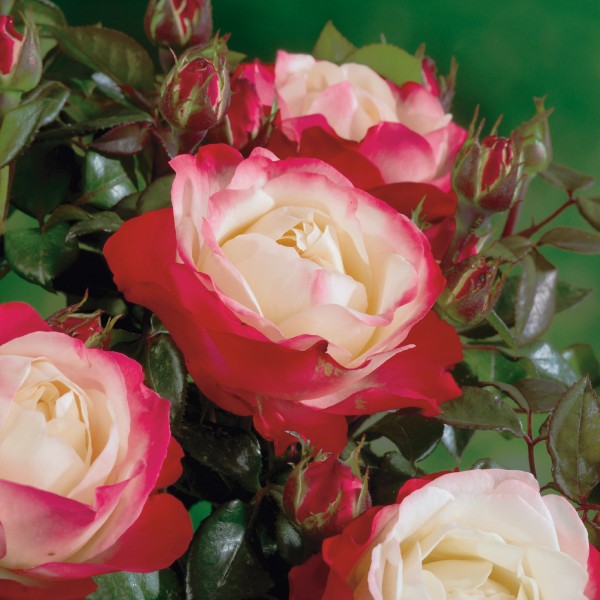Edelrose 'Nostalgie'® - Rosa x hybrida