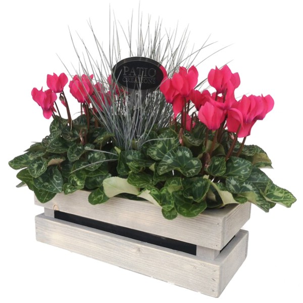 Arrangement Cyclamen mit Festuca