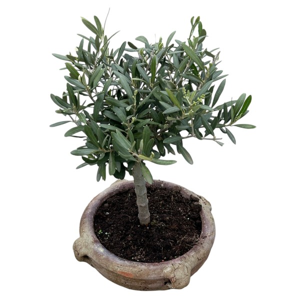 Mini-Olivenbaum in Ton-Amphore