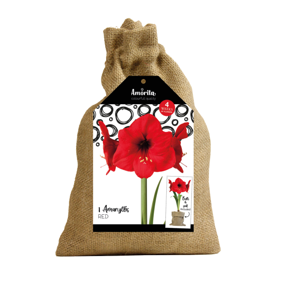 Ritterstern Amaryllis im Jutesack, rot