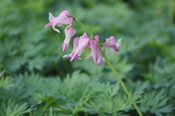 Herzblume 'Pink Diamonds' - Dicentra formosa