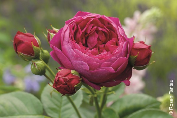 Edelrose 'Ascot'® - Rosa x hybrida
