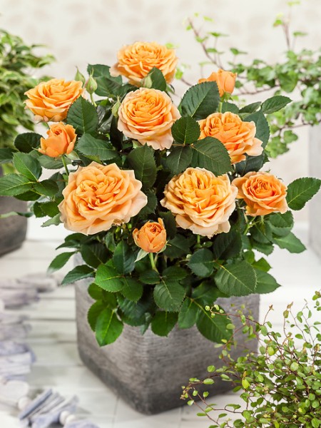 Topfrose 'orange' - Rosa x hybrida