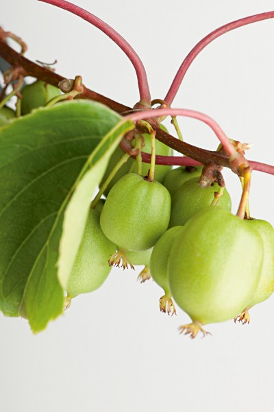 Kiwi (Selbstbefruchter) 'Issai' - Actinidia arguta