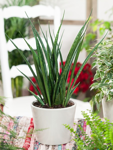 Bogenhanf 'Friends' im Kokosfasertopf - Sansevieria kirkii