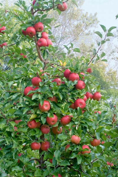 Apfel 'Lucy'