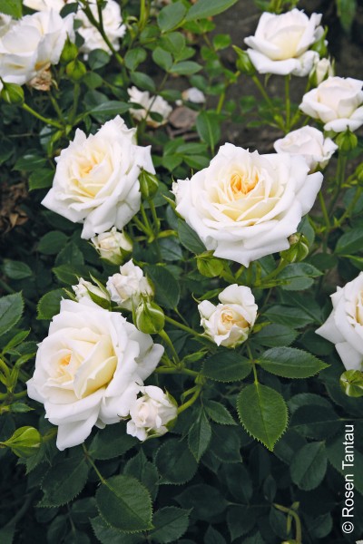 Stammrose 'Honeymilk'® - Rosa x hybrida