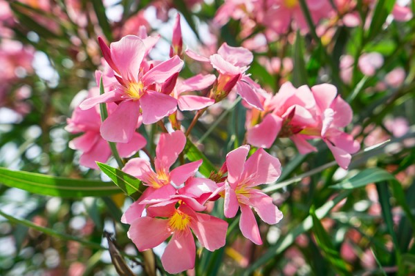 Oleander 'rosa'
